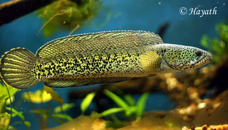 Channa barca (Ophiocephalus barca, Ophicephalus nigricans) — Seriously Fish