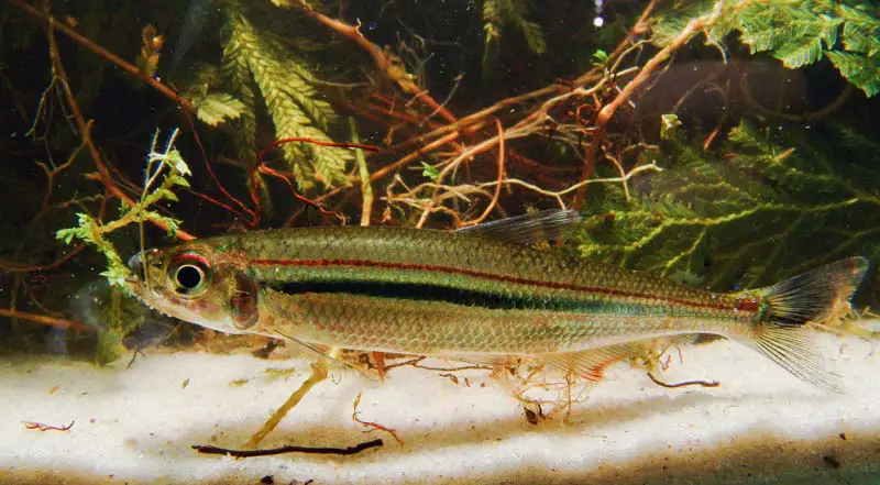 Iguanodectes geisleri — Seriously Fish