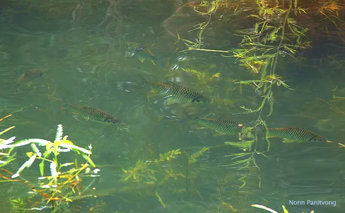 Barbonymus gonionotus (Barbus javanicus, Barbus koilometopon