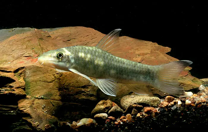 Garra rakhinica — Seriously Fish