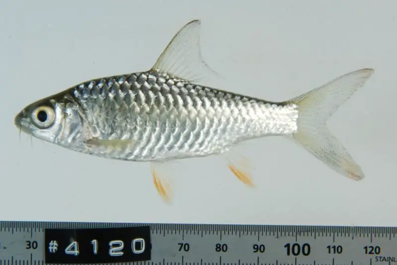 Hypsibarbus malcolmi Goldfin Tinfoil Barb (Acrossocheilus malcolmi