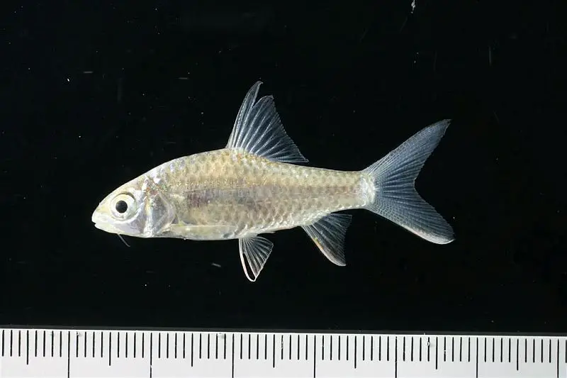 Hypsibarbus wetmorei (Puntius daruphani, Barbus beasleyi) — Seriously Fish