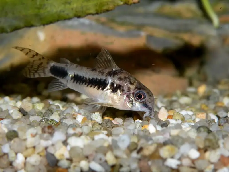 Corydoras habrosus Salt and Pepper Cory — Seriously Fish