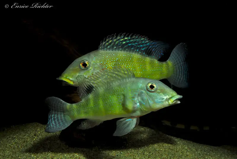 Retroculus xinguensis — Seriously Fish