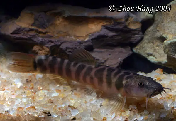 Topic Schistura fasciolata — Seriously Fish