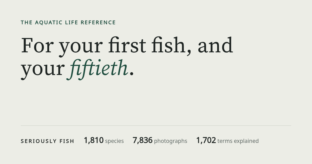 www.seriouslyfish.com