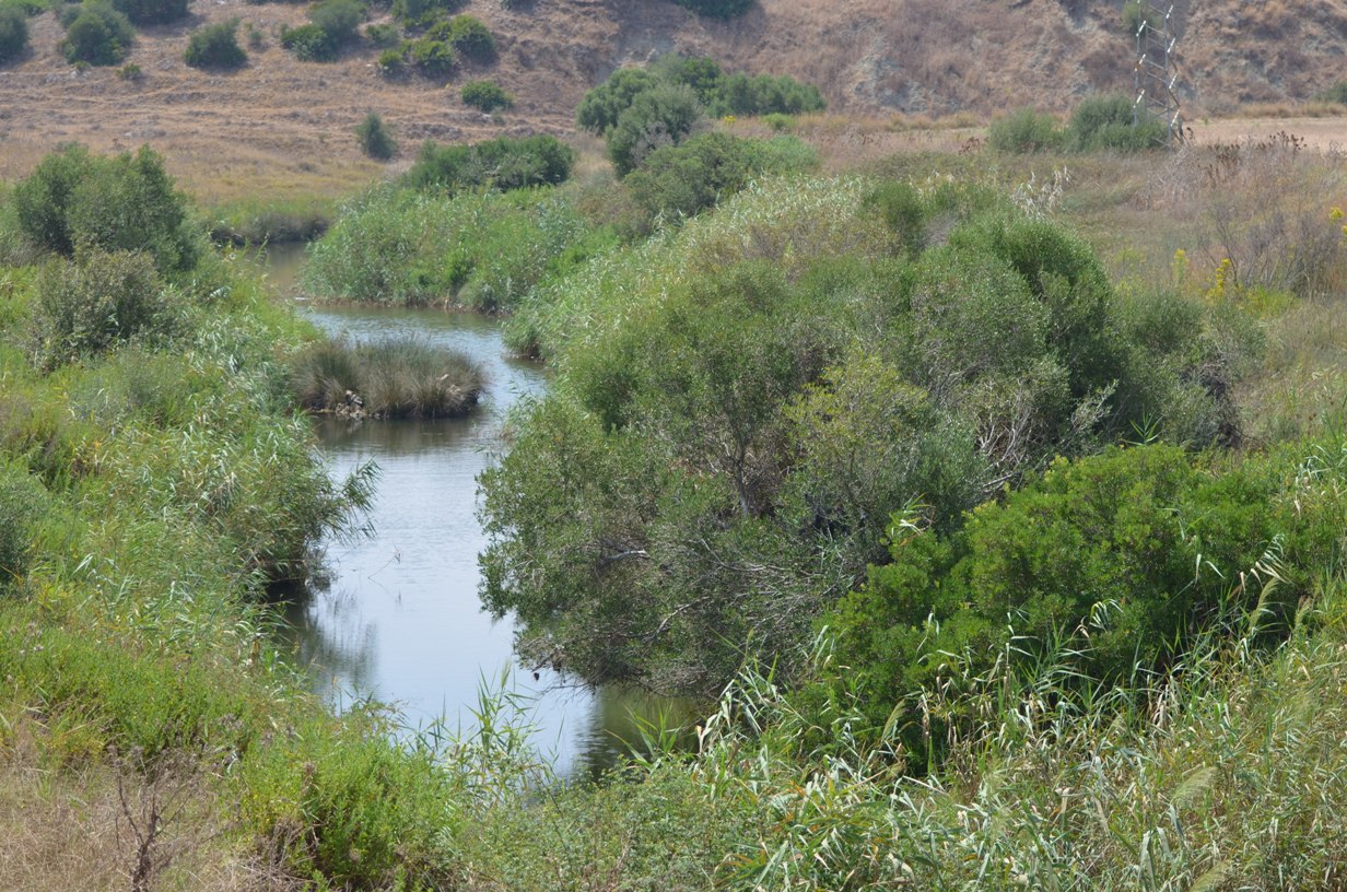 Coastal river channels are one of two types of habitat preferred by this species. Here another in Cadiz Province, Andalucia, Spain...