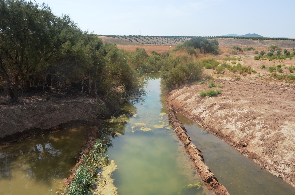 Another modified, semi-saline stream habitat in Seville Province, Andalucia, Spain.