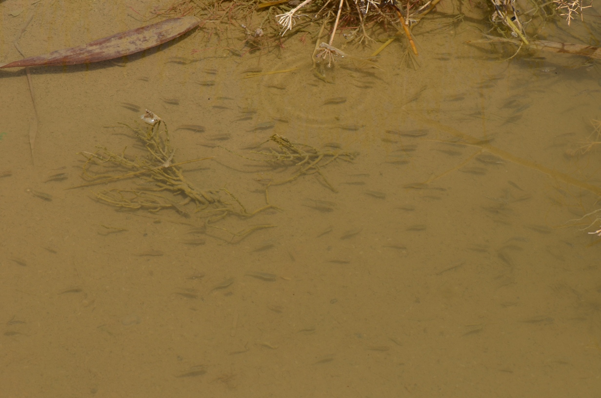 A. baeticus is the only fish species present in this particular habitat, the water being far too saline to permit its main competitor, the alien Gambusia holbrooki to colonise it.