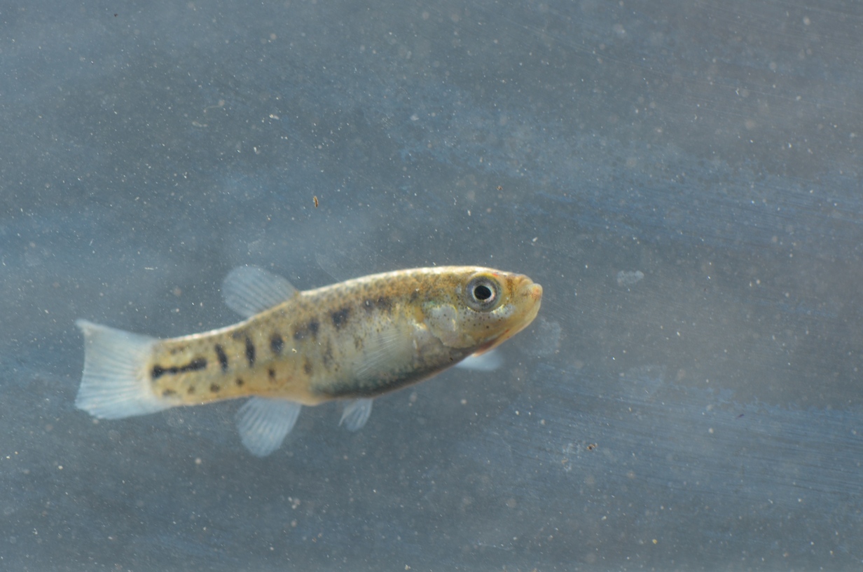 Adult female from the habitat shown in the previous image, Sevilla Province, Andalucia, Spain.