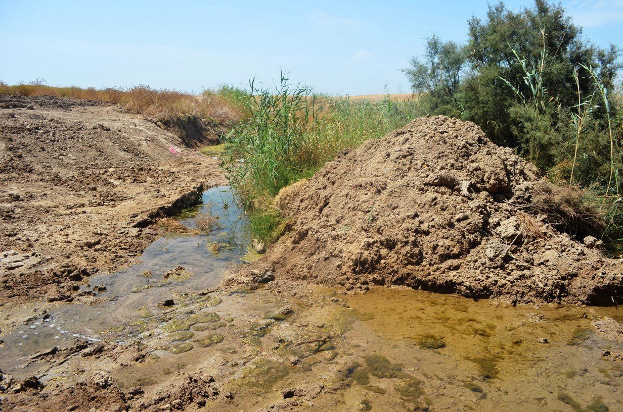 Heavily-modified, semi-saline habitat in Seville Province, Andalucia, Spain. Illegal, unpoliced alteration of this species' remaining habitats is arguably the greatest threat to its survival.