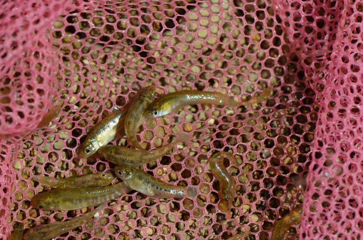 At the habitat in the previous image, A. baeticus is the most abundant fish species, although the invasive Gambusia holbrooki is also present in significant numbers. Here a net containing one Gambusia (top) alongside several Aphanius.