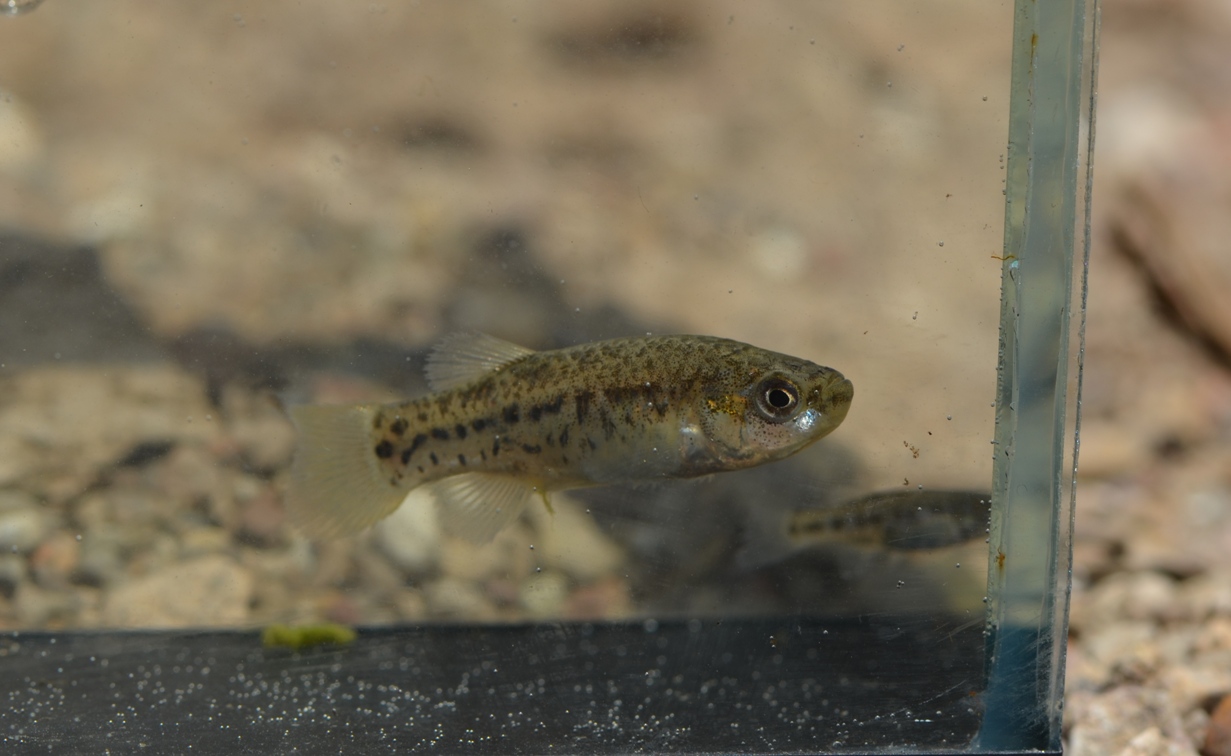 Adult female specimen from the modified stream.