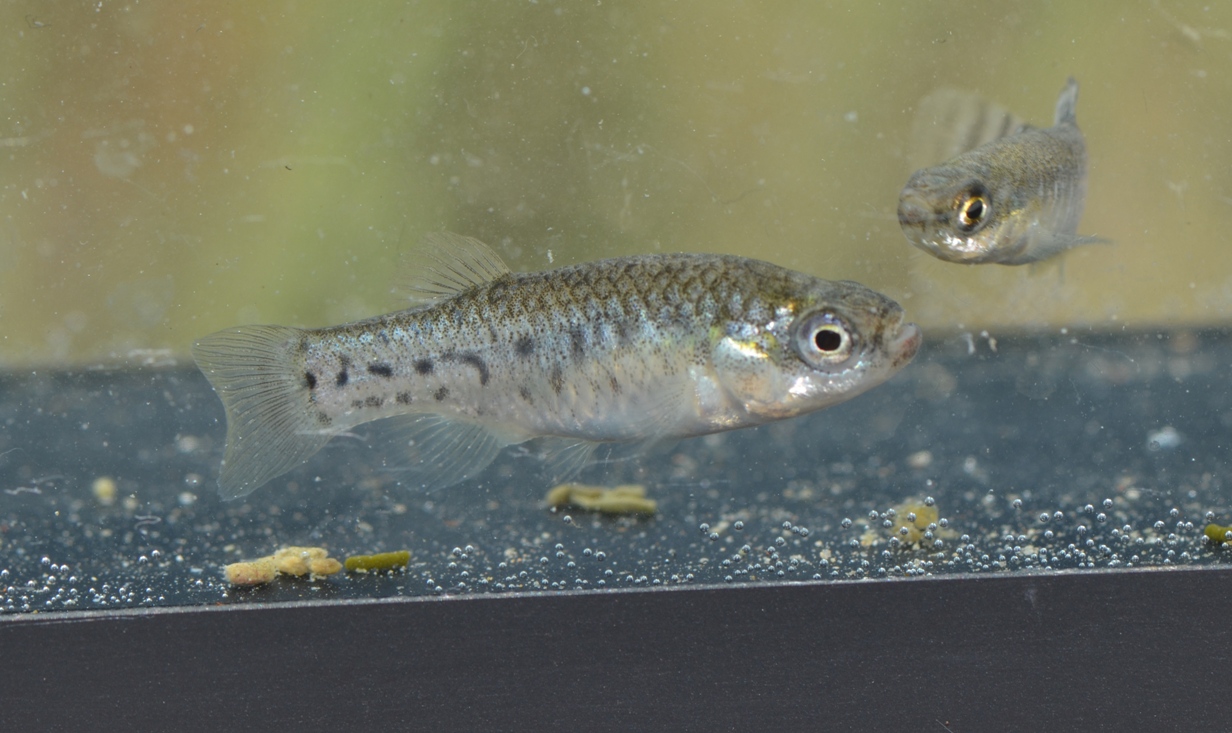 Adult female, again from the hypersaline habitat.