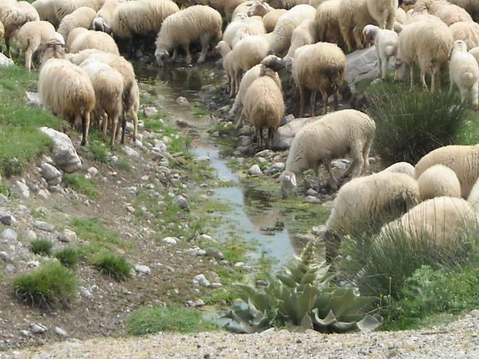 But by 2008 it contained only Gambusia and was being used as drinking water by local farm animals.