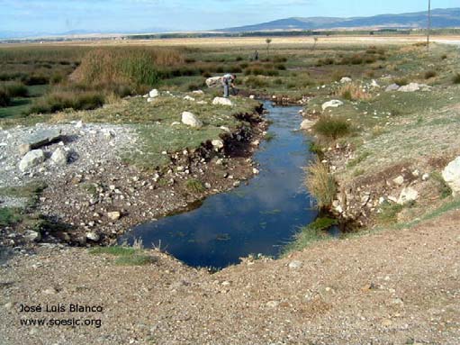 In 2005 A. transgrediens was recorded in this stream...