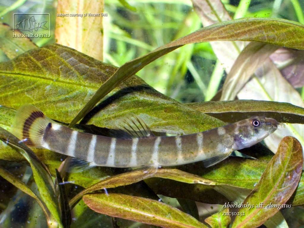 The colours of the fish appear darker once settled into aquarium life.