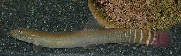 Body colour is dependant on the substrate to a certain extent.