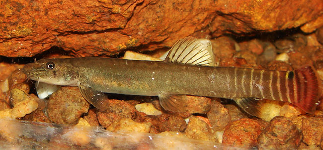 Aborichthys elongatus.