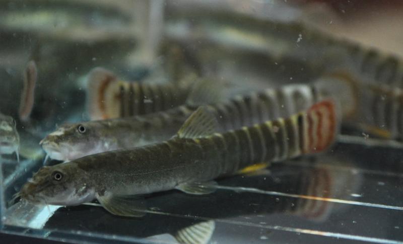Newly-imported adult specimen.