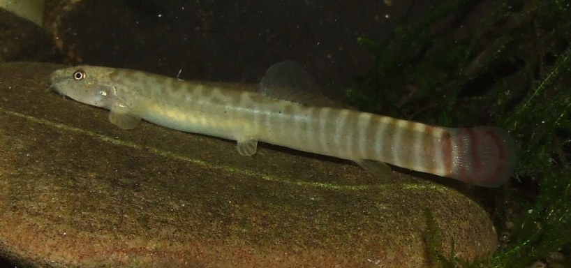Well-conditioned adult.