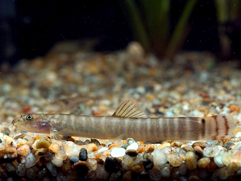 Subadult specimen; this is the size at which it's usually found on sale.