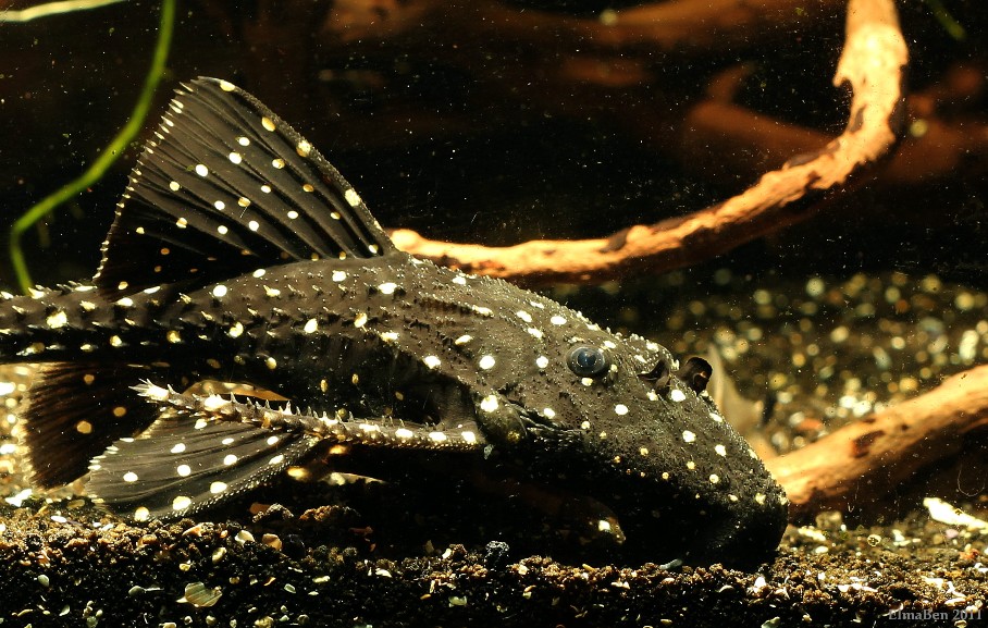 Subadult specimen.