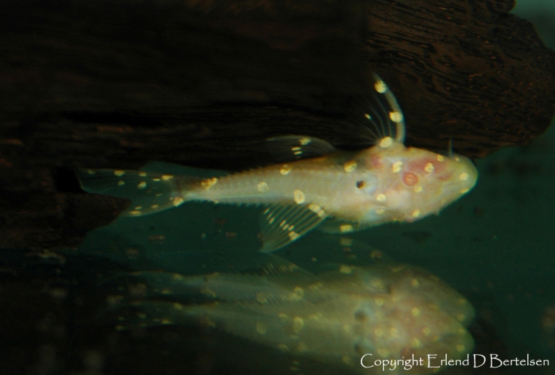 Albino juvenile.