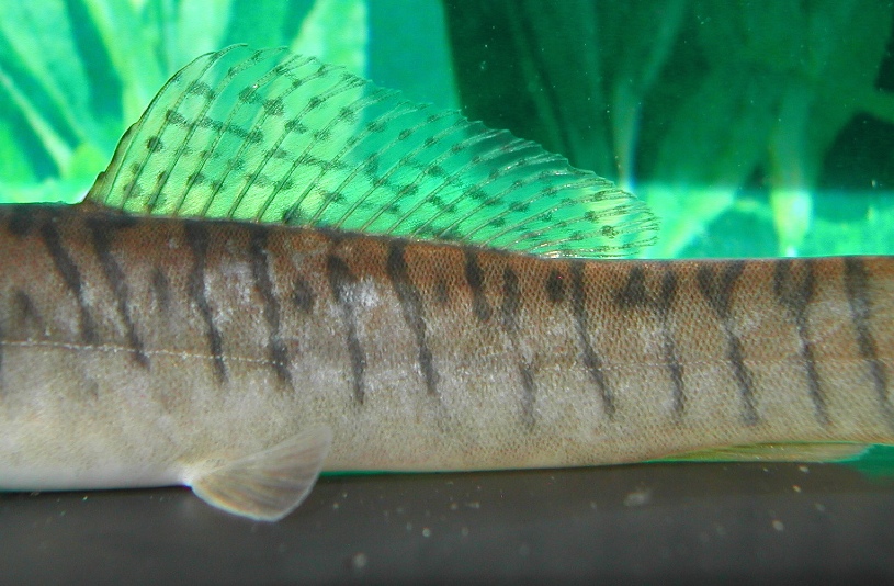 Detail of dorsal-fin and midbody.
