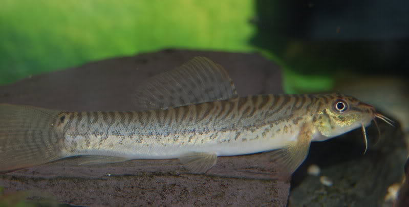 Female specimen.