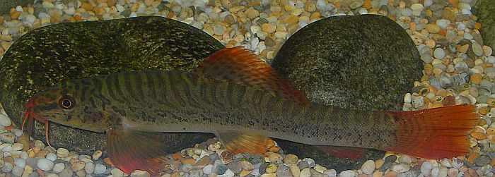 Nuptial male.