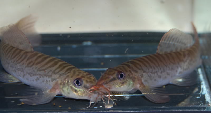 Specimens from the UK aquarium trade.
