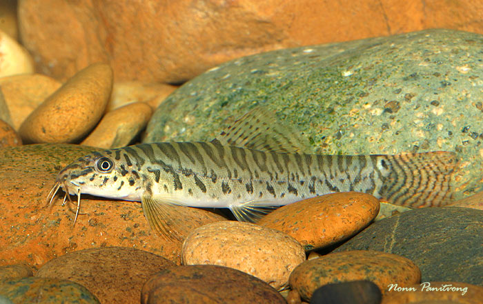Adult specimen from Thailand, collection details unspecified.