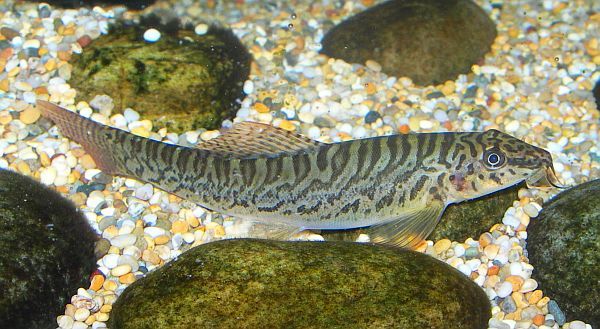 Another probable female.