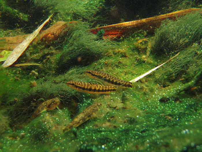 A. zonalternans in nature; Ranong Province, southern Thailand.