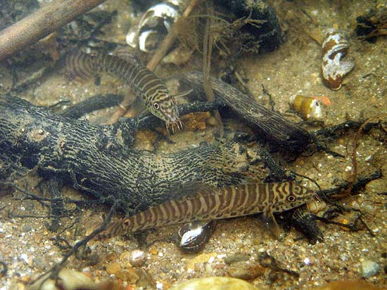 Some forms of the species are strongly marked.