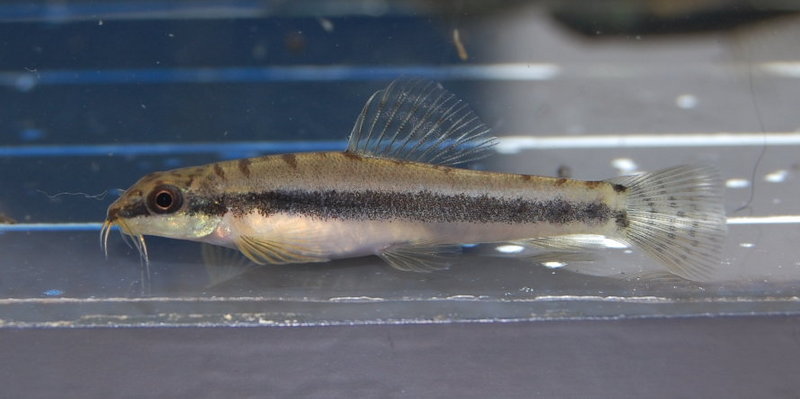 Female specimen of Acanthocobitis zonalternans.