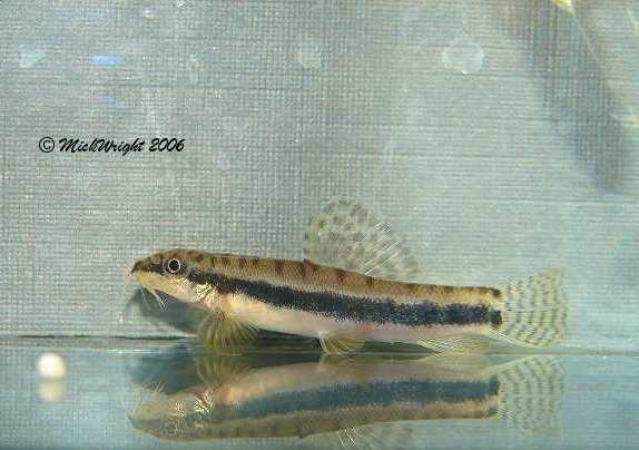 A well-conditioned female.