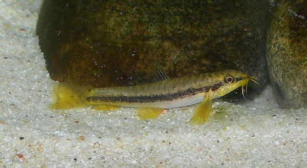 This male is offspring of the pair seen in the previous two images, bred by Mick Wright.
