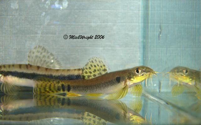 Dominant male specimens can be very colourful.