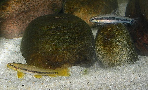The same male pictured with one of its sisters.