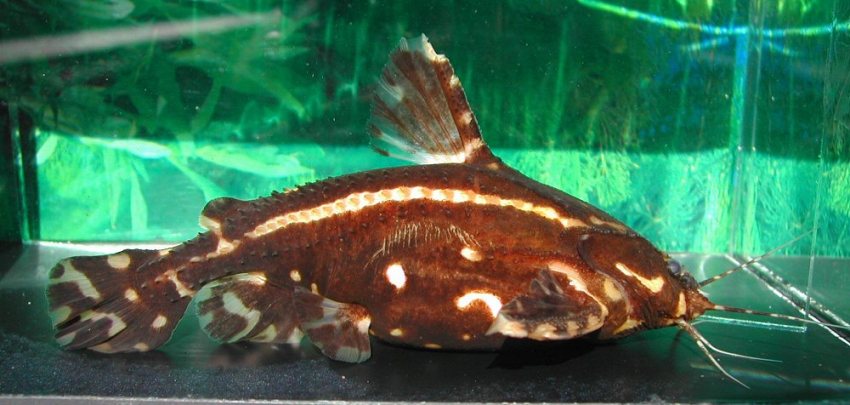 Lateral profile.