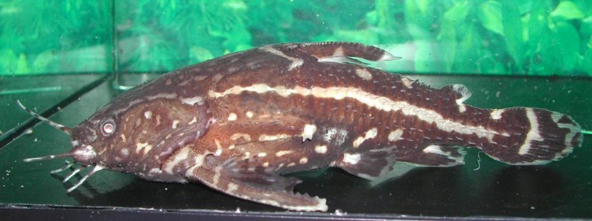 This species is most often found among shipments of other species.