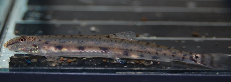 We think this fish might be A. gracilis but have been unable to confirm its identity.