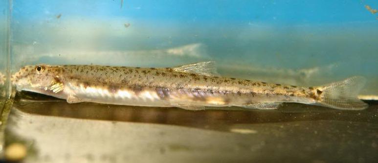 Another male.