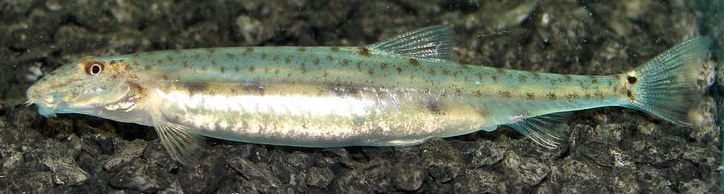 A female specimen...