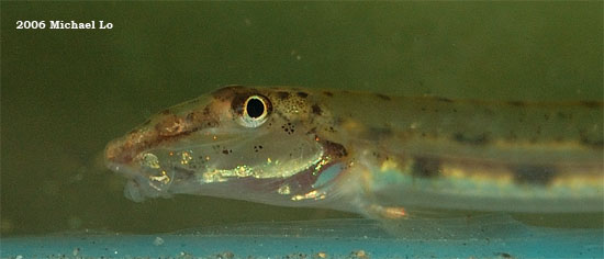Head detail.