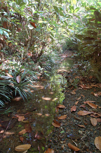 A habitat of the species close to the border between Sarawak and Kalimantan in the Sambas River basin.