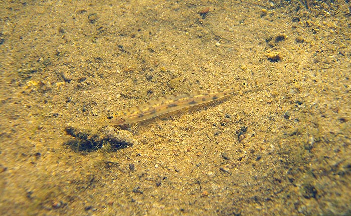 A wild specimen, probably A. gracilentus, in a typical habit - Upper Mae Nom river, Thailand.
