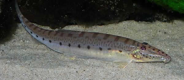 Well-conditioned adult specimen - note the body depth.